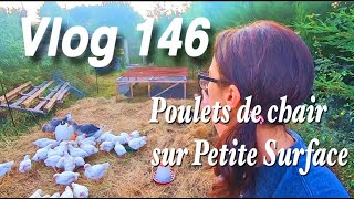 Elever son Poulet sur Petite Surface // Pourquoi les Poules se déplument -Vlog 146-