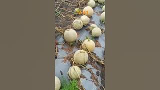 Panen melon #pertanian #melon