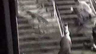 Bam Margera Handrail.