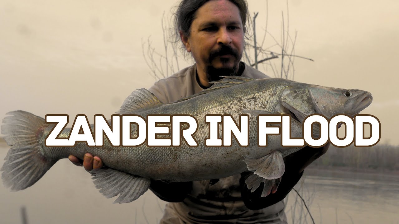 How Hard it can be to Catch a ZANDER on a Flooded River?
