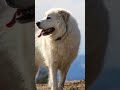 WATCH FULL VIDEO ON THE “11 Largest Dog Breeds In The World” ON THIS CHANNEL