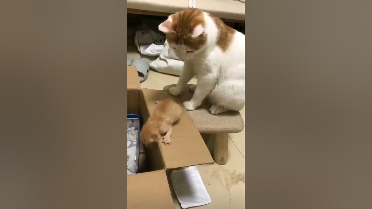 помоги кошкам. помогите кошкам. беспризорные животные. накормил бездомного кота. кот падает.