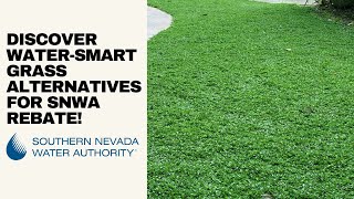 💧 Discover 4 New Water-Smart Grass Alternatives AND Get the SNWA Rebate?! 🌱