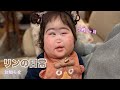 【日常】入院前のリンの日常です/リンダンス♪