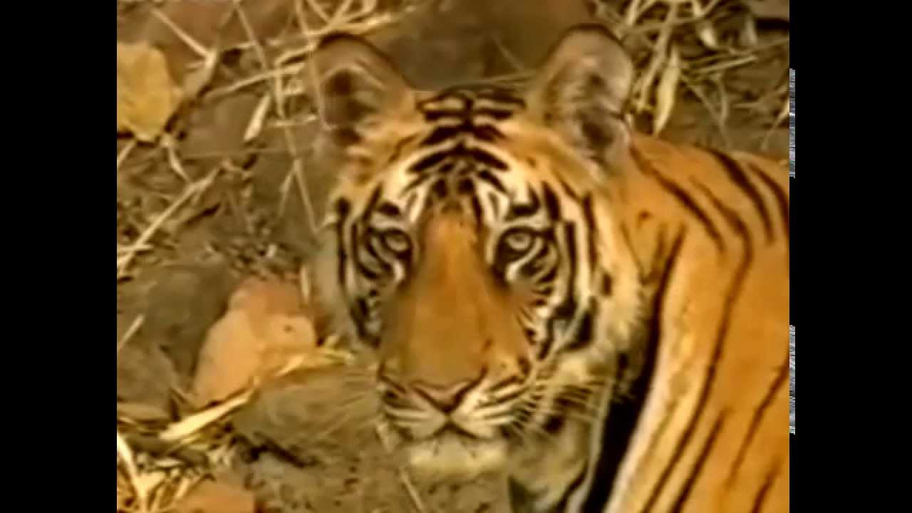 Documentary The Last Maneater Killer Tigers of India