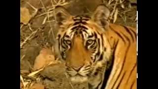 Documentary The Last Maneater Killer Tigers of India Net Worth
