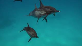 Diving Marsa Alam Dolphins Turtles and Dugongs (Re-Edit) 4K