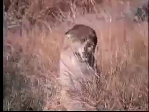 Black Bear VS Cougar - Wild fighting - YouTube