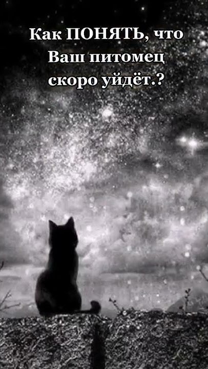 Кот ушла лес. Кот уходит. котики мы уходим. кот уходи. кошечки мы уходим.