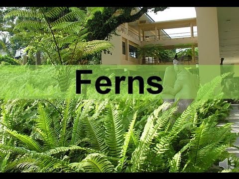 Fern