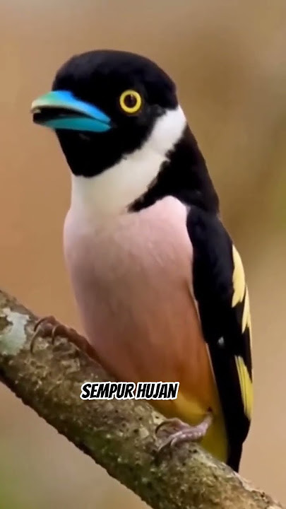 burung Sempur hujan #birds #masteranjernih #burungmerdu #burung #birdsong