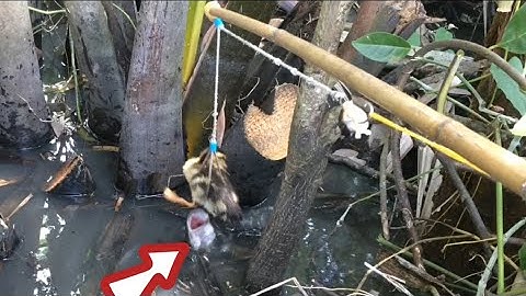 Câu cá lóc bằng vịt con nhấp cá lóc và những pha táp đẹp mắt cực kì hấp dẫn cận cảnh