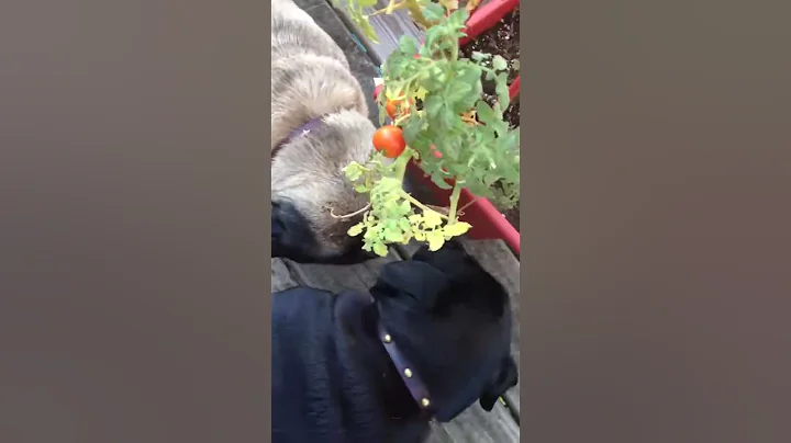 Hide your veggies! Pugs WILL eat anything!