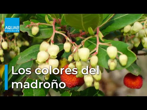 Video: Datos sobre los árboles de Madrone: cultivo de árboles de Madrone en el paisaje