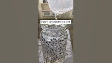 Frog spawn surrounded with transparent jelly