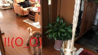 あざと犬 Youtube