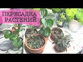 🌿Пересадка комнатных растений🌿 Околоцветочные покупки🧚‍♀️