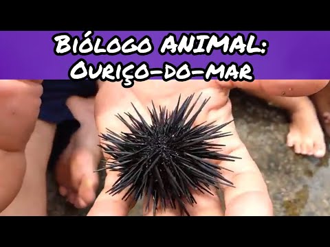 Vídeo: Como saber se uma mordida de animal de estimação causa ferimentos graves