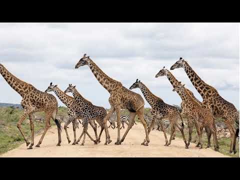 Video: Fotograf Fernando Condado Dokumentuje Své Setkání S Kočovnými Kmeny Východní Afriky V 11 úžasných Obrázcích