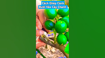 Cách Ghép Cành Bưởi Vào Cây Chanh #shortvideo