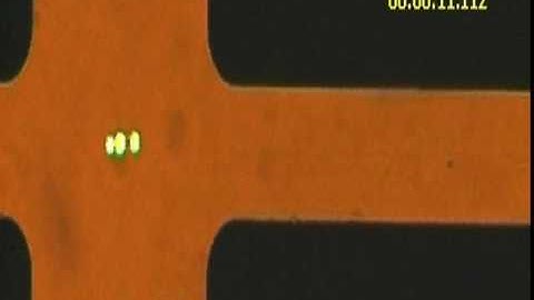 Flow free transport and caging of individual HEK cells