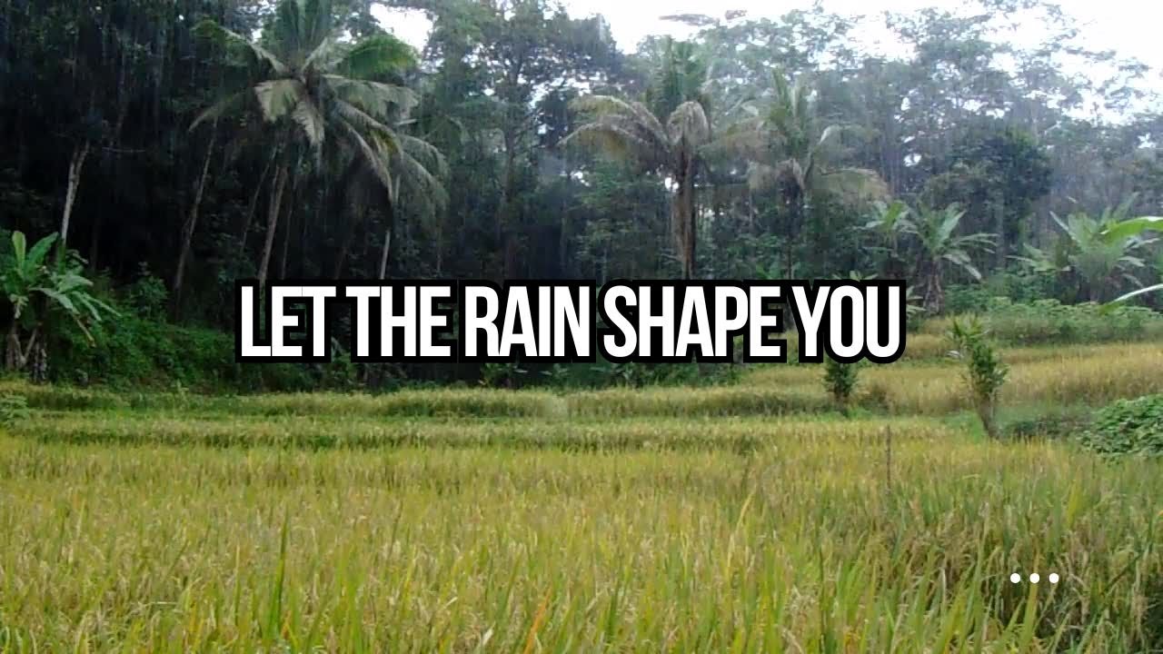 When the Rain Falls on Gold: Wisdom from a Ripening Field