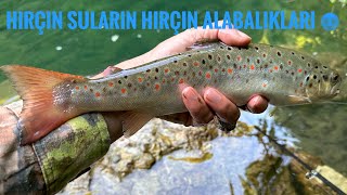Hırçın sularda Alabalık Peşinde