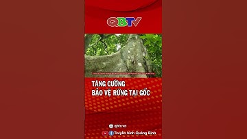 Tăng cường bảo vệ rừng tại gốc | QBTV #shorts