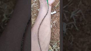 The Best Disguise Animal, Really? Chameleon