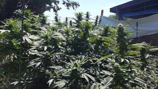 Ninja labs outdoor update 9.13.15