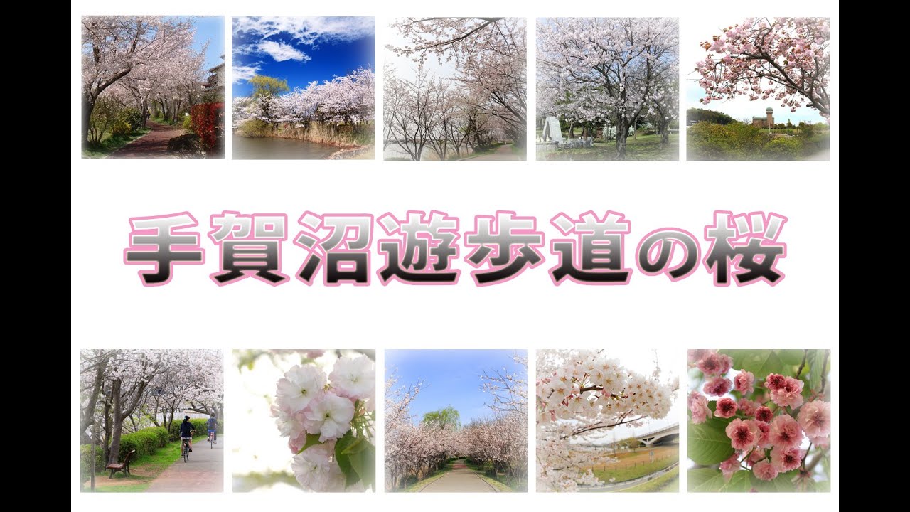 手賀沼遊歩道の桜 Youtube