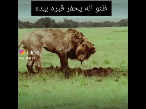 ظنو انه يحفر قبره بيده
