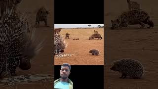 Download Lagu #animals #wildlife #leopard #viralvideo MP3