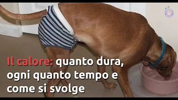 Quanto dura visita Acquario di Livorno?