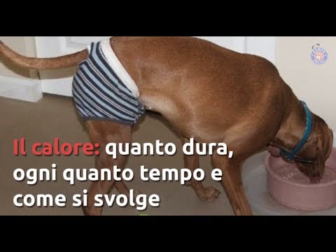 Video: Ciclo Mestruale Del Cane: I Cani Hanno Il Ciclo E Attraversano La Menopausa?