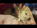 ПРИКОЛЫ С ЖИВОТНЫМИ / Смешные коты / Собаки / Смешные животные #88