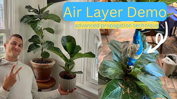 AIR LAYERING Tutorial Demonstrating on a Fiddle Leaf Fig - Complete Guide - Advanced Propagation