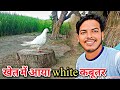 khet mein aaya white kabutar ||