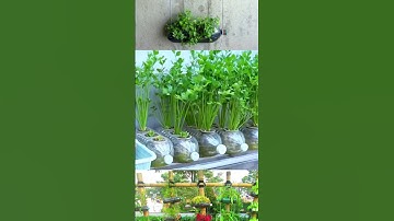 Easy coriander cultivation at home /YouTube shorts/reels videos