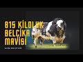 815 KİLOLUK BOĞA I 2021 KURBANLIK I BELÇİKA MAVİSİ