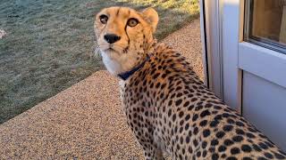 Gerda is cute! A cheetah that walks by itself