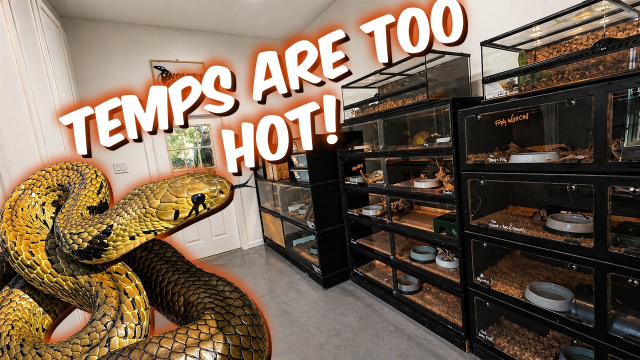 Cooling an Indoor Reptile Room! - YouTube