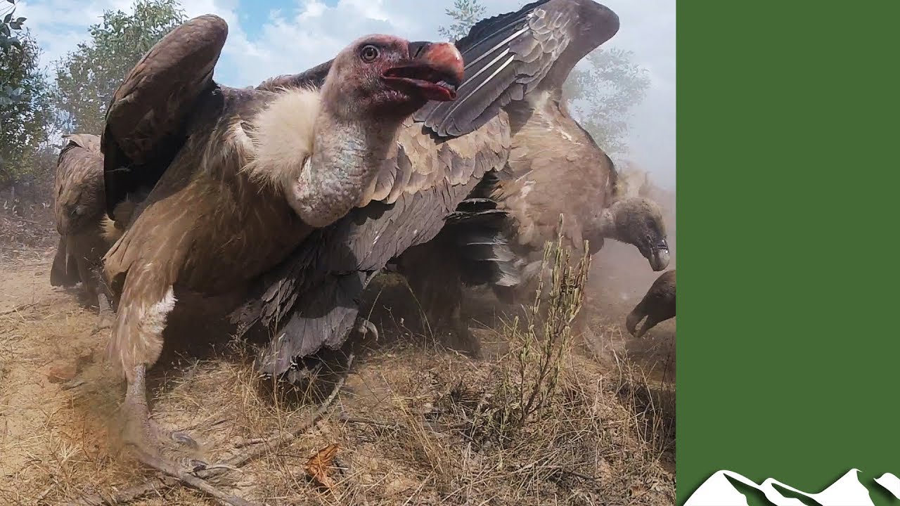 Vultures swoop on red deer   gone in 60 seconds