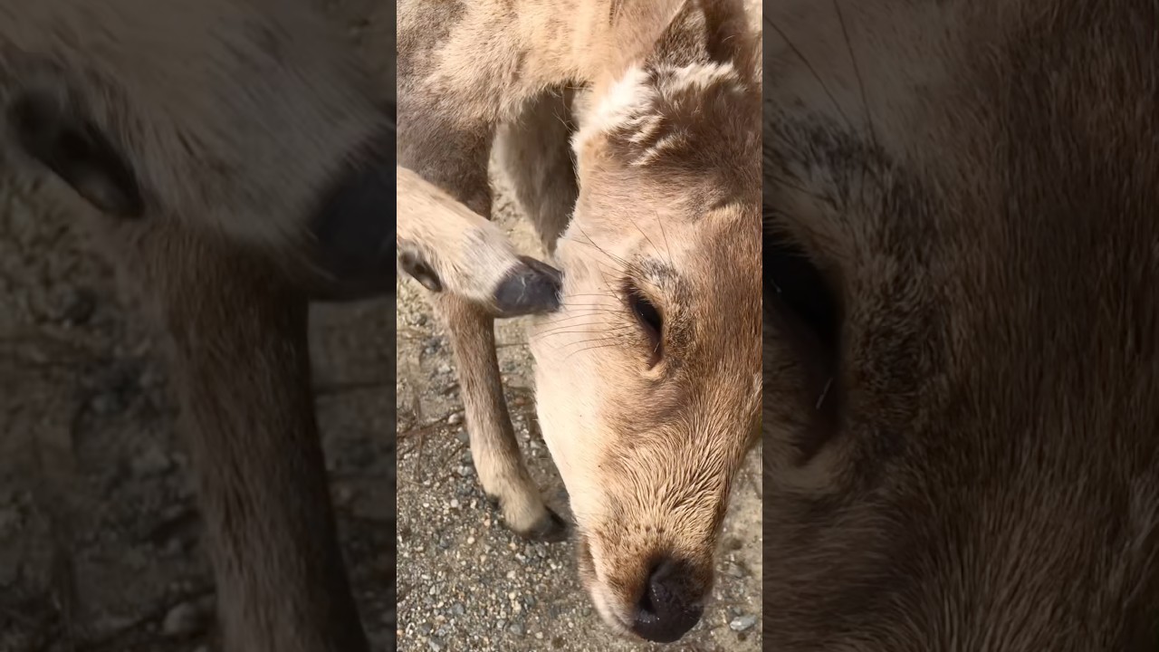 かゆいかゆい、奈良の鹿、みなみちゃん。最近はよくかいてる🤣　#shorts #奈良公園 #奈良の鹿 #deer #narapark