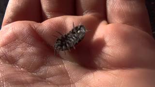 Woodlouse