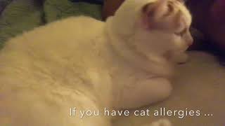 Sweet Cat Habit at Night by Tic Tac 56 views 3 years ago 4 minutes, 45 seconds