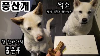 풍산개 / 이래도 키우시겠습니까? 둘을 실내에서 키우는 이유는? Poongsan dog’s hair loss is no joke. Still, why do I raise them?