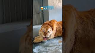 أشرس نمر ذهبب نادر-The fiercest rare golden tiger in the world