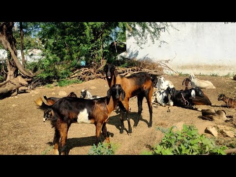 goat sounds in my yard goat sounds in my yard