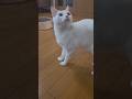 今のシロ。 #保護猫 #猫のいる暮らし #猫